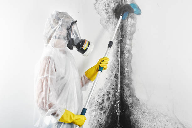 Best Commercial Mold Inspection  in Boiling Springs, SC