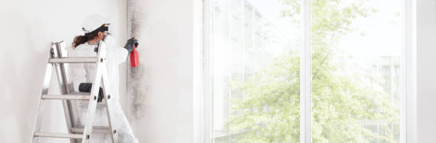 Best Black Mold Removal  in Boiling Springs, SC